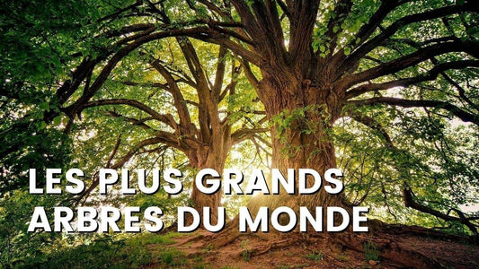 QUELS SONT LES PLUS GRANDS ARBRES DU MONDE?