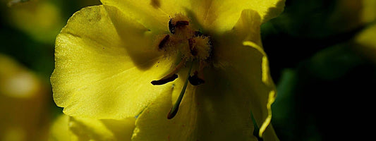 qu'est-ce que le bouillon blanc