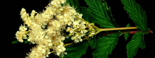 reconnaître la reine des prés Filipendula ulmaria en évitant les confusions
