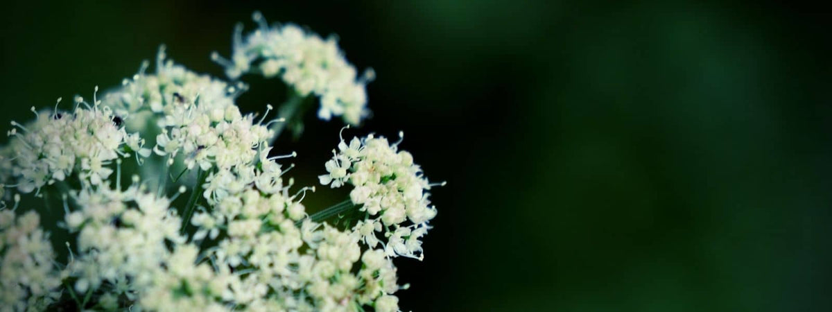 reconnaître l'angélique des bois angelica sylvestris