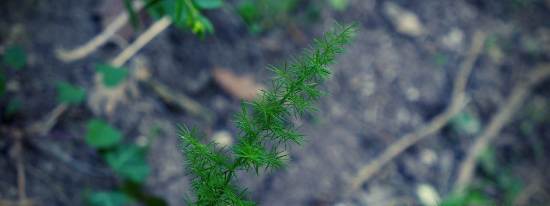 reconnaître l'asperge à feuilles piquantes