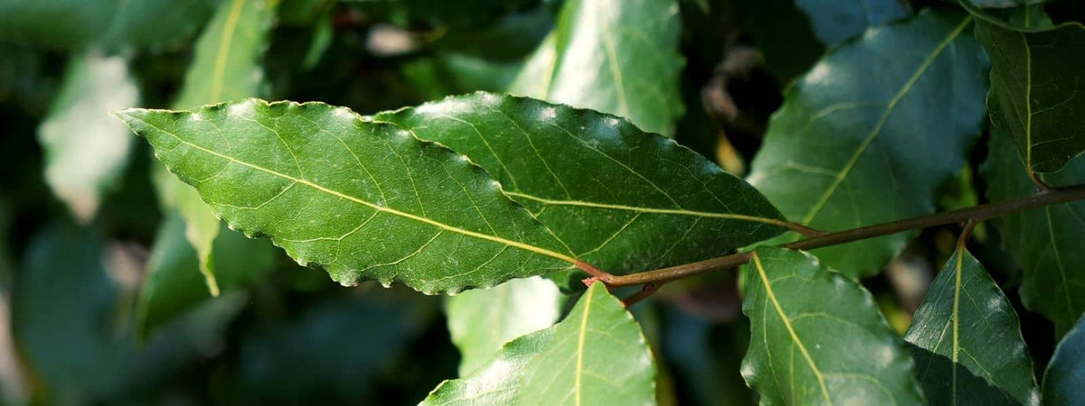 reconnaître le laurier sauce laurus nobilis
