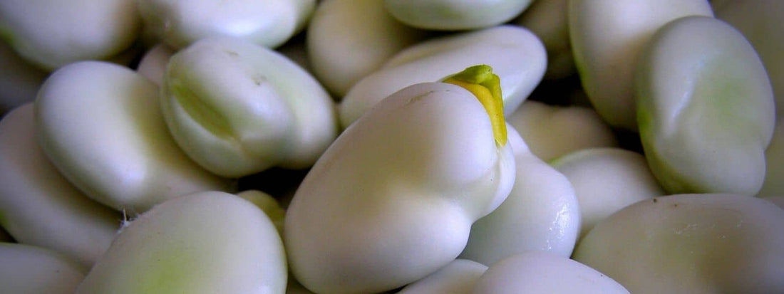 semer les fèves en novembre