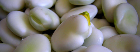 semer les fèves en novembre