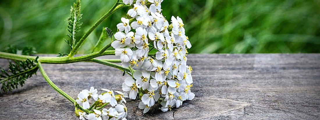 tisane d'achillée millefeuille propriétés et bienfaits contre indication