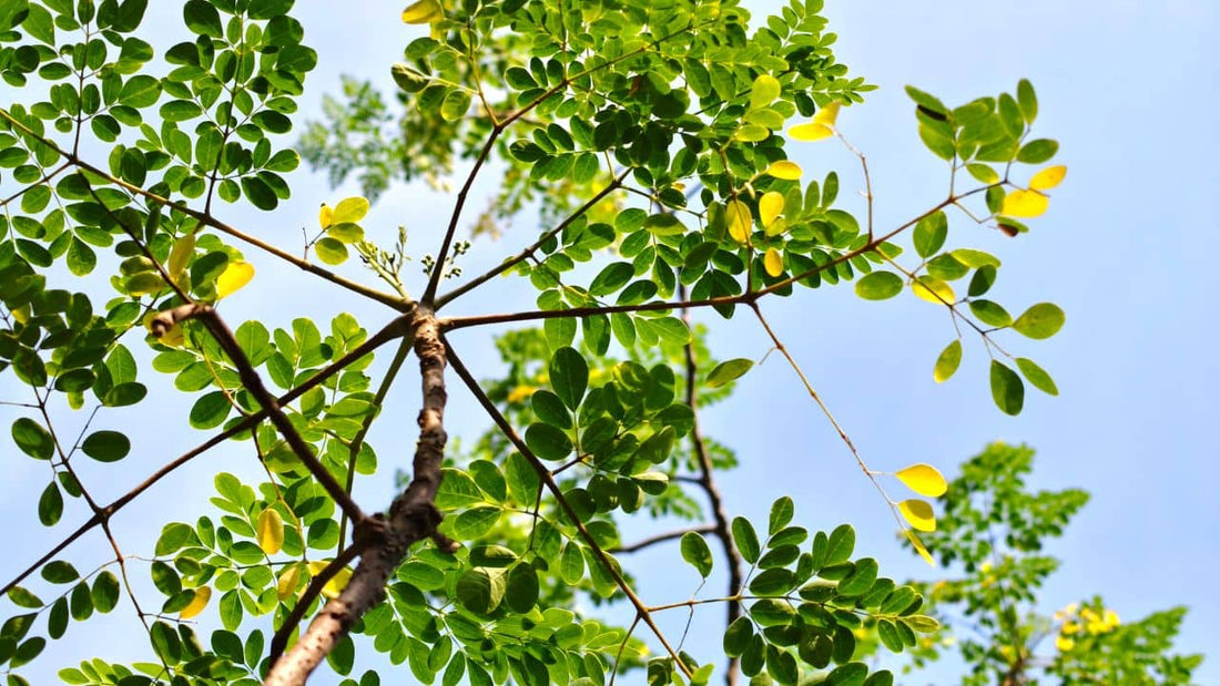 Toutes les maladies et ravageurs du Moringa oleifera