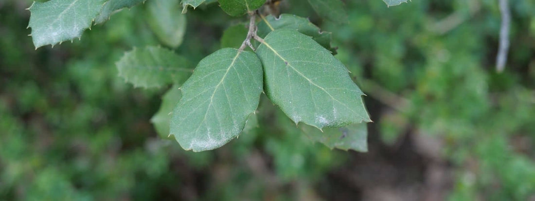 utilisation du chêne vert quercus ilex