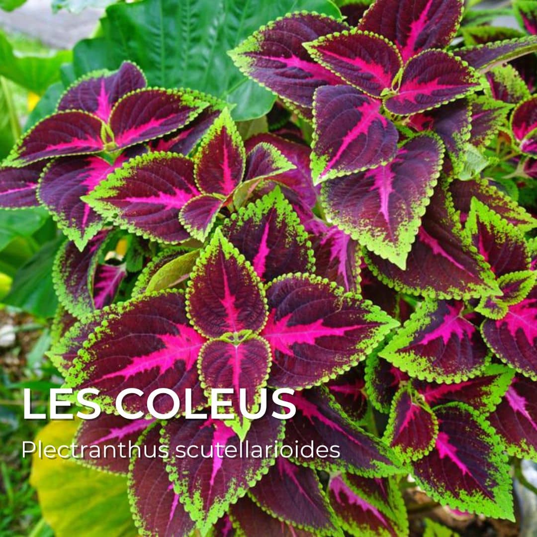 collection tous les coleus Les coleus Plectranthus scutellarioides monde végétal