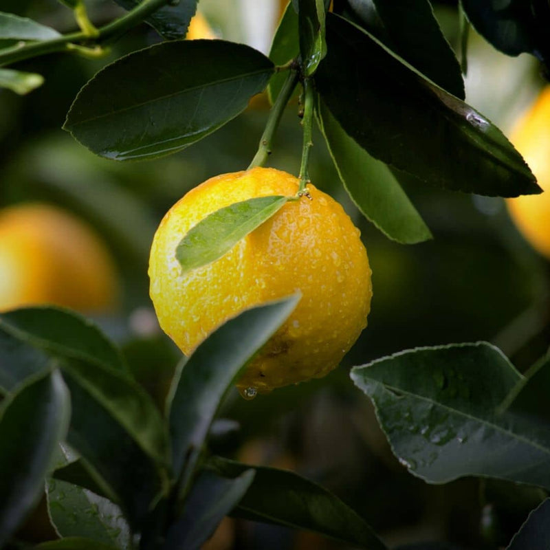 GRAINES d'agrumes citron oranger poncirus kumquat mandarinier