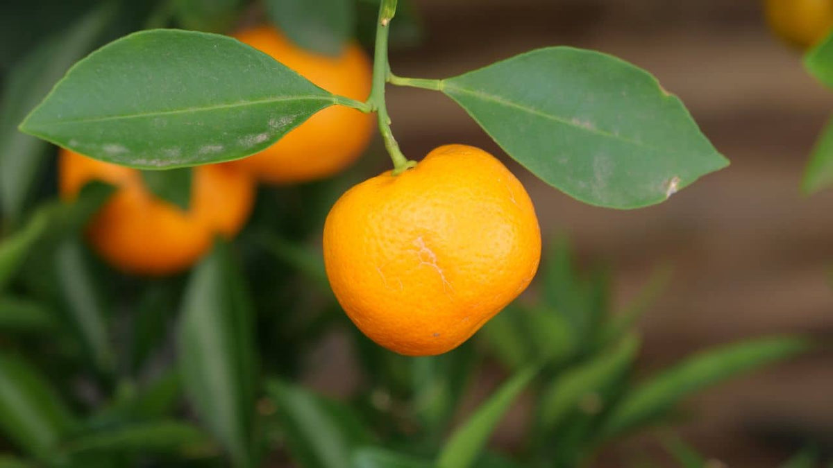 Plantes comestibles