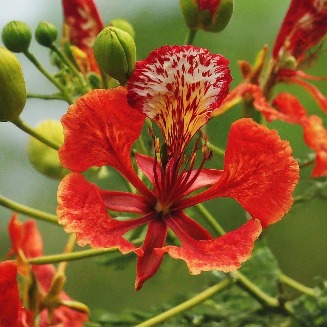 Arbres à fleurs exotiques