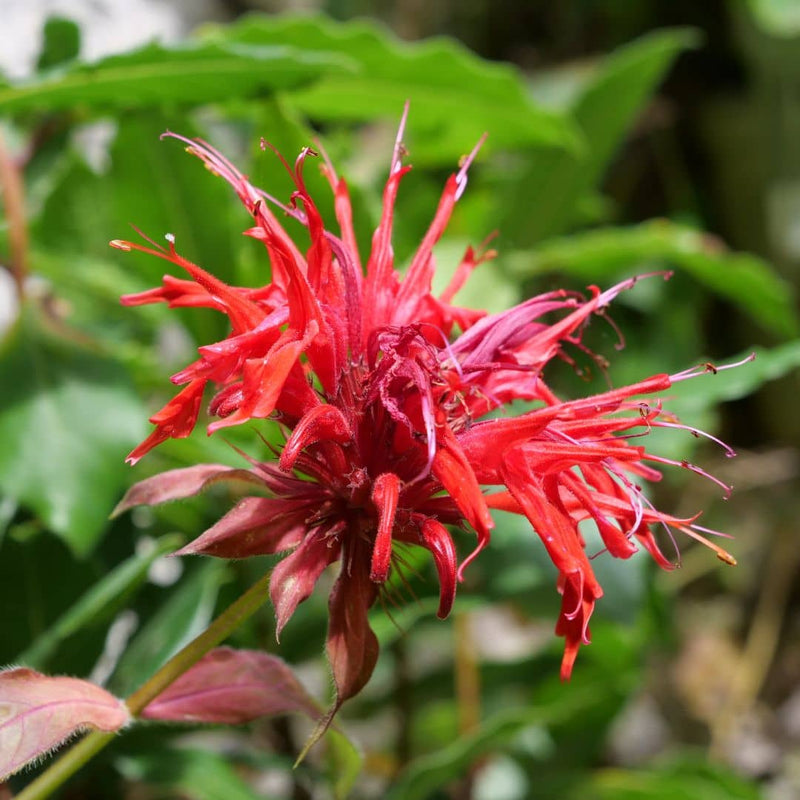 FLORAISON MELLIFÈRE