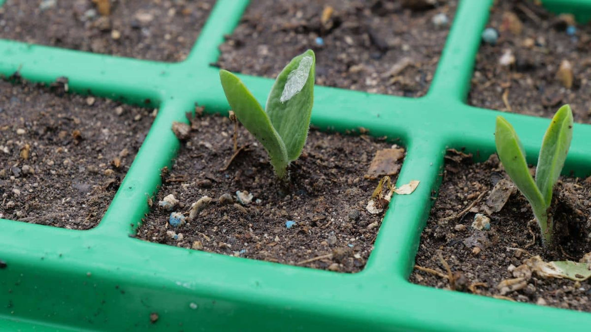 QUE SEMER EN AVRIL liste des semis du mois d'avril monde végétal