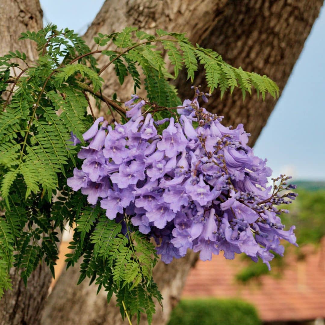 10 GRAINES - Flamboyant Bleu Jacaranda mimosifolia arbre à fleurs violettes monde végétal