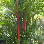 10 GRAINES - Palmier Rouge (Cyrtostachys renda) + tous les conseils de culture du semis à la floraison comment cultiver ce palmier rare monde vegetal