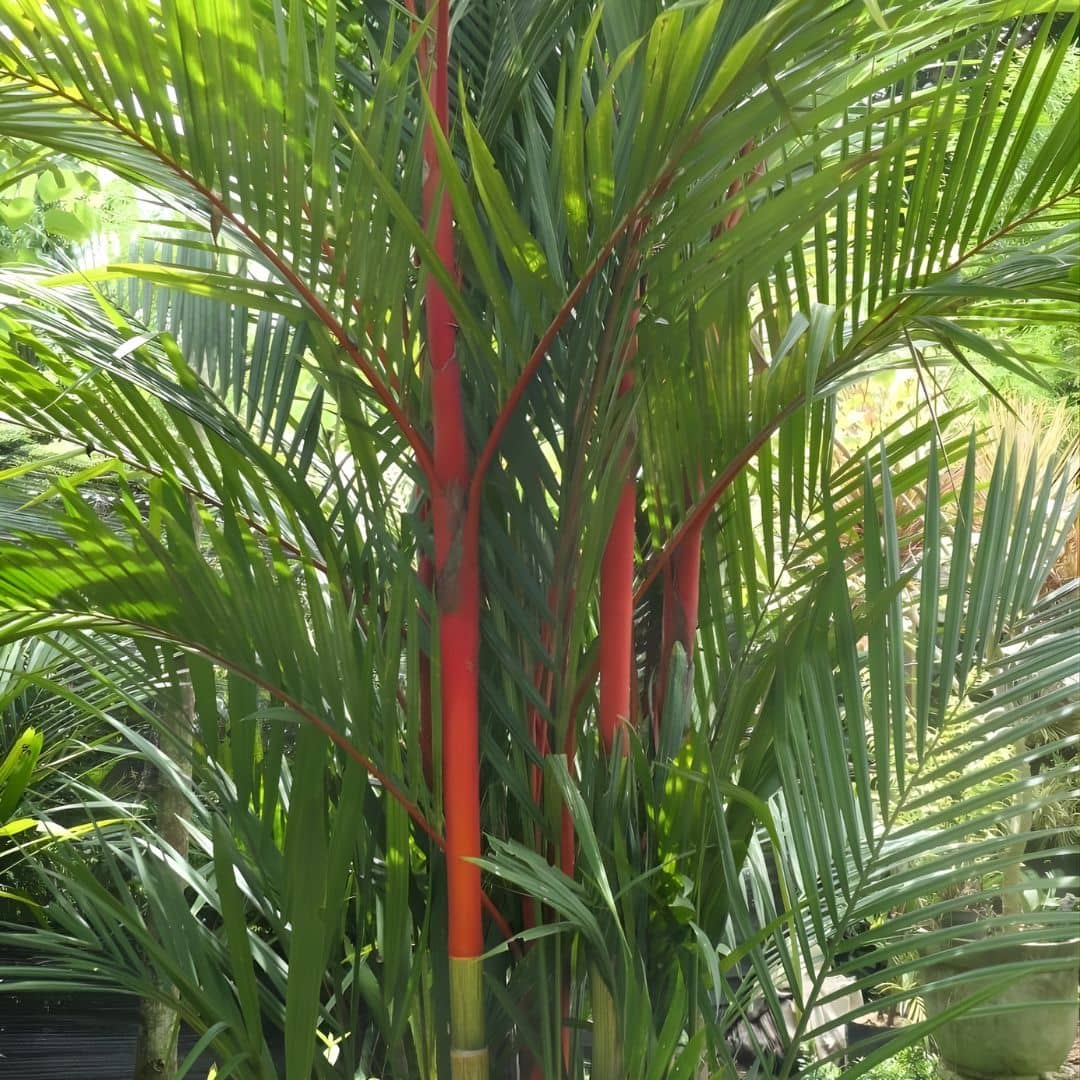 10 GRAINES - Palmier Rouge (Cyrtostachys renda) + tous les conseils de culture du semis à la floraison comment cultiver ce palmier rare monde vegetal