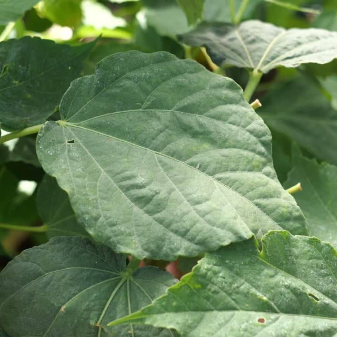 10 GRAINES d'Hibiscus des Marais Hibiscus moscheutos une des plus belles variétés d'Hibiscus monde vegetal