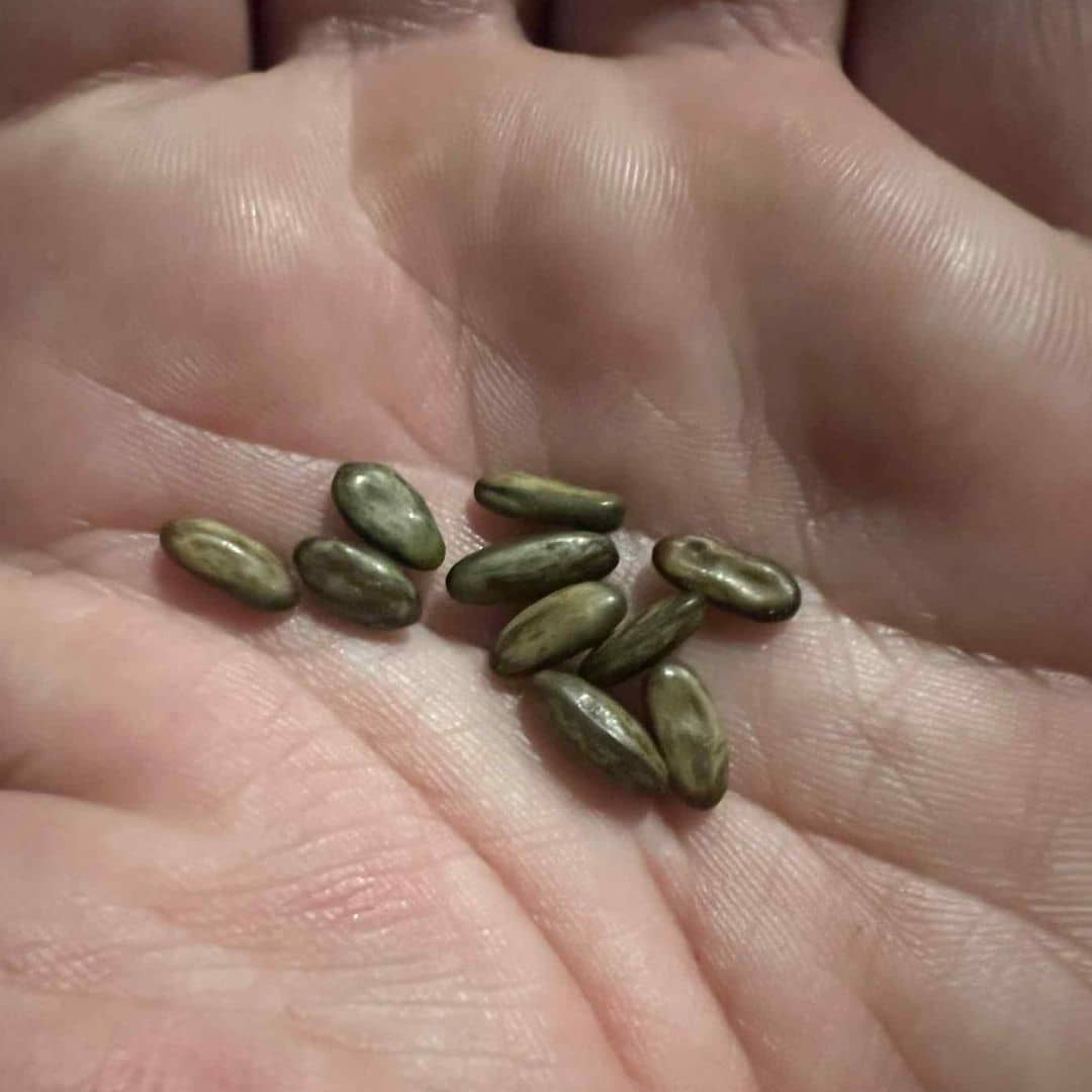 10 GRAINES Épine de Jérusalem Parkinsonia aculeata et tous les conseils de culture du semis à la floraison