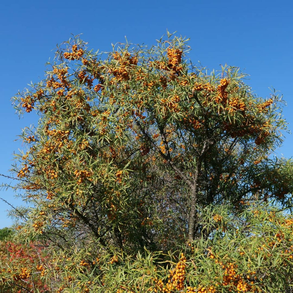 1 BABY PLANT - Argousier commun (Hippophae rhamnoides). Livré en pot de 1 litre et d'une hauteur de 40 à 60 cm.