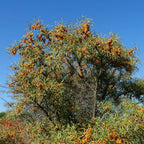 1 BABY PLANT - Argousier commun (Hippophae rhamnoides). Livré en pot de 1 litre et d'une hauteur de 40 à 60 cm.