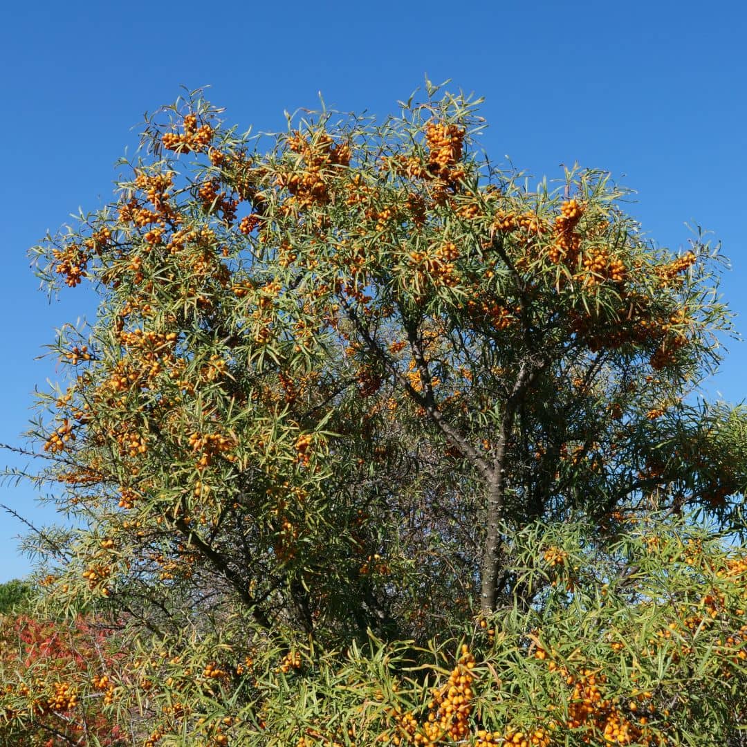 1 BABY PLANT - Argousier commun (Hippophae rhamnoides). Livré en pot de 1 litre et d'une hauteur de 40 à 60 cm.