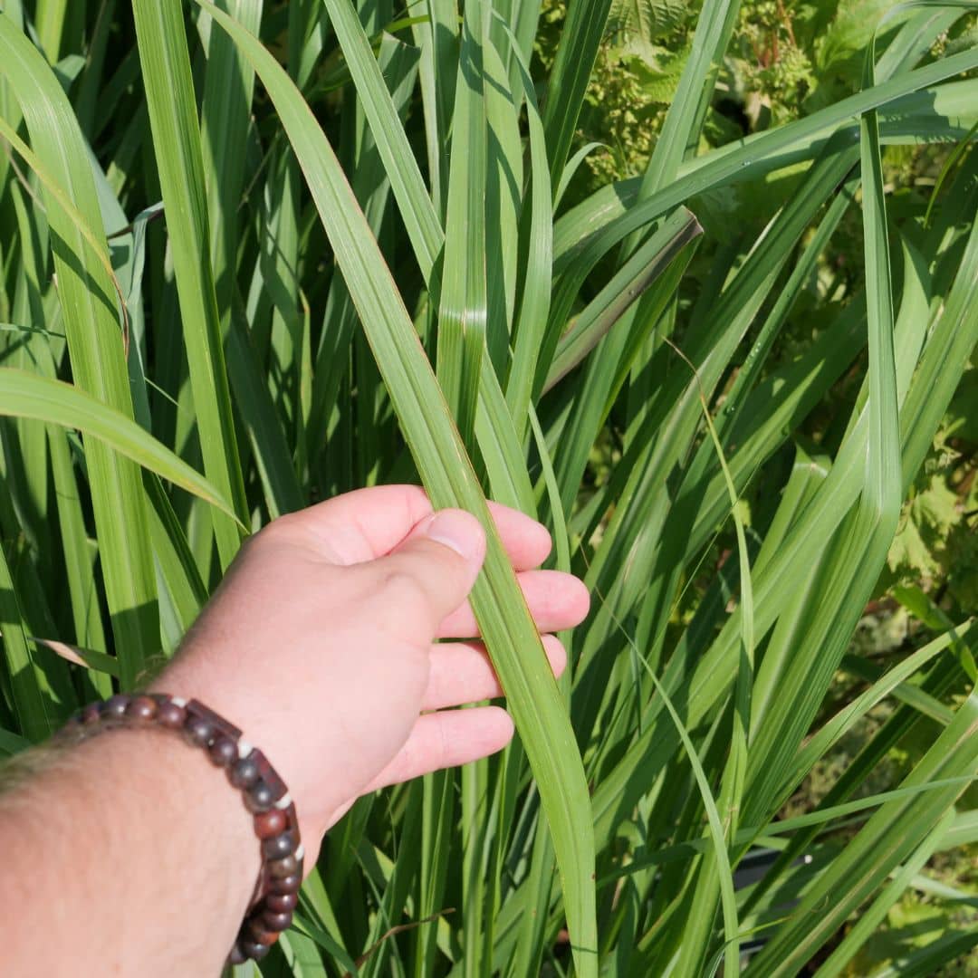 1 PLANT - Citronnelle (Cymbopogon citratus) + tous les conseils de culture de la plantation à la récolte monde vegetal
