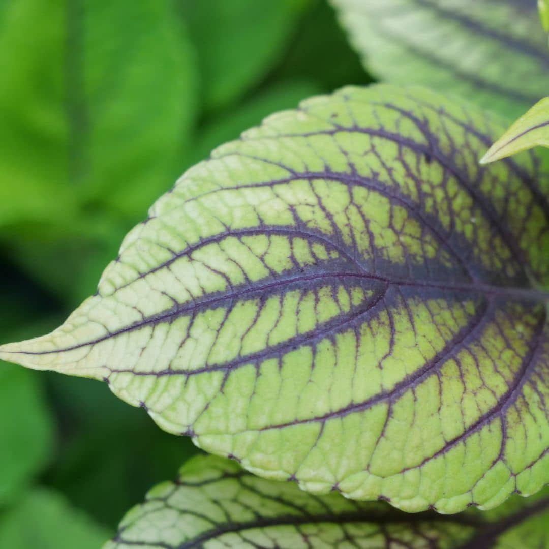 Godet de plant de Coleus Caipirinha monde végétal