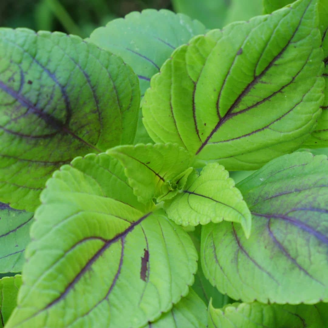 1 PLANT - Coleus 'Caipirinha' (Coleus blumei) + tous les conseils de culture monde végétal plantes à feuillage décortatif