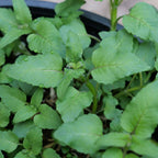1 PLANT de Monarde Rouge (Monarda didyma) + tous les conseils de culture de la plantation à la récolte1 PLANT de Monarde Rouge (Monarda didyma) + tous les conseils de culture de la plantation à la récolte