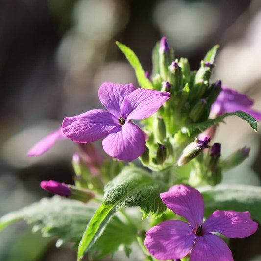 20 GRAINES - Monnaie du Pape (Lunaria annua) + tous les conseils de culture du semis à la récolte monde vegetal