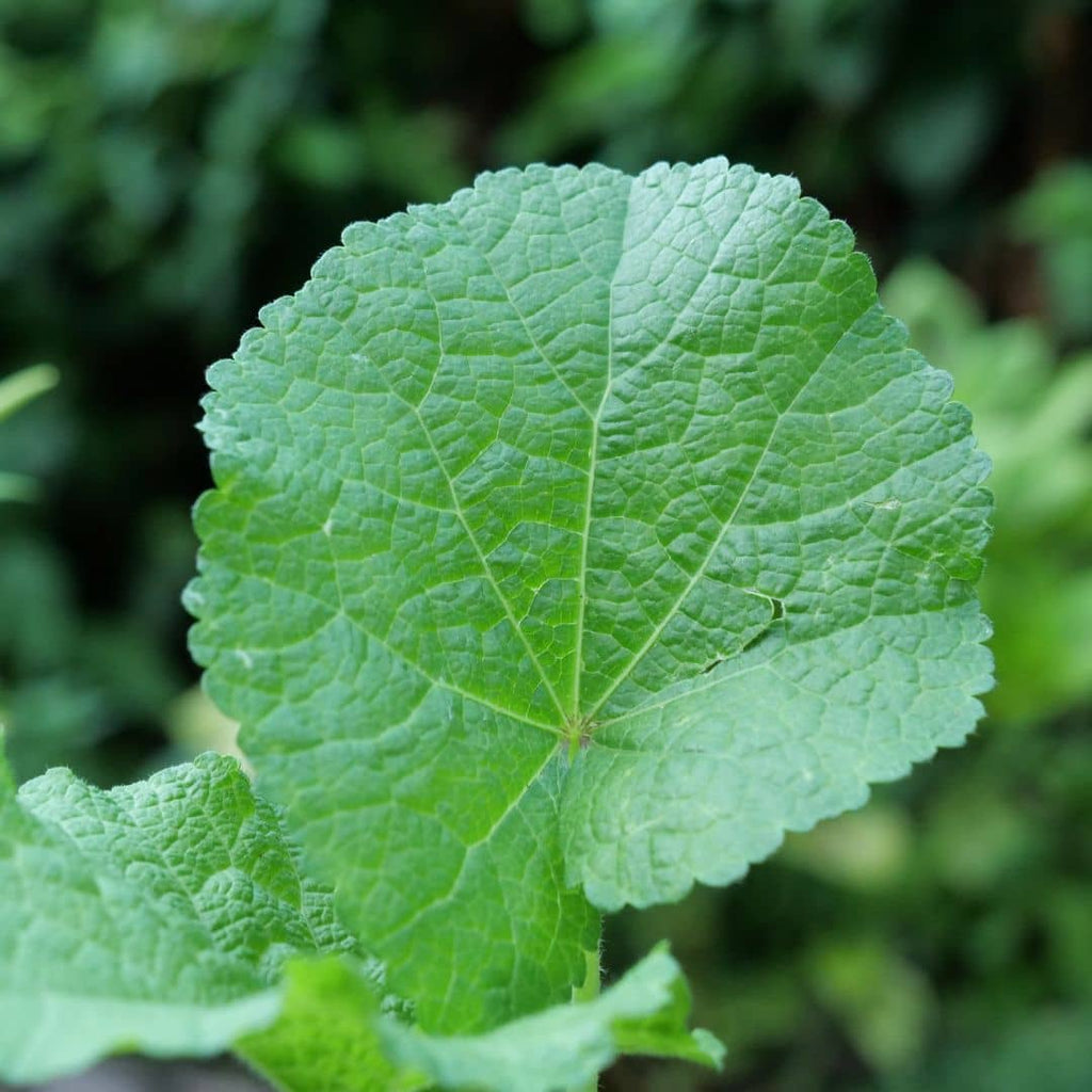 ALCEA ROSEA NIGRA rose trémière noire feuilles 