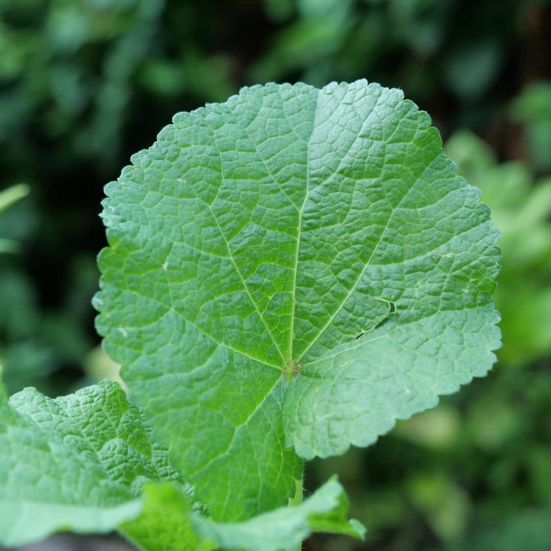 ALCEA ROSEA NIGRA rose trémière noire feuilles 