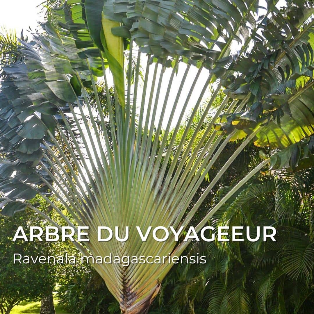 Grainebox — Les Merveilles d’Afrique