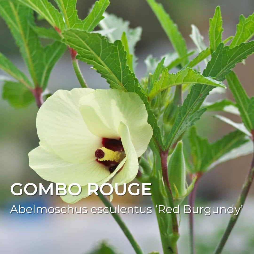 Abelmoschus esculentus Gombo Rouge monde vegetal