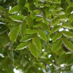 Acrocarpus fraxinifolius cèdre rose d'inde comment planter et cultiver 