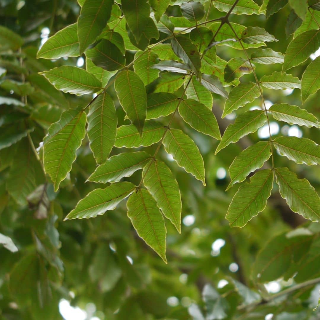 Acrocarpus fraxinifolius cèdre rose d'inde comment planter et cultiver 