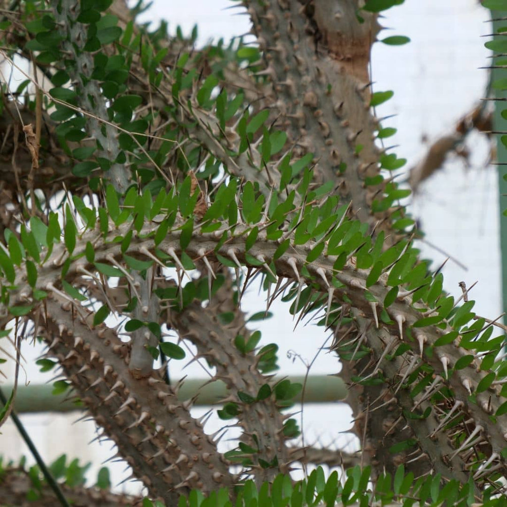 Alluaudia procera feuilles et épines plane xérophyte rare