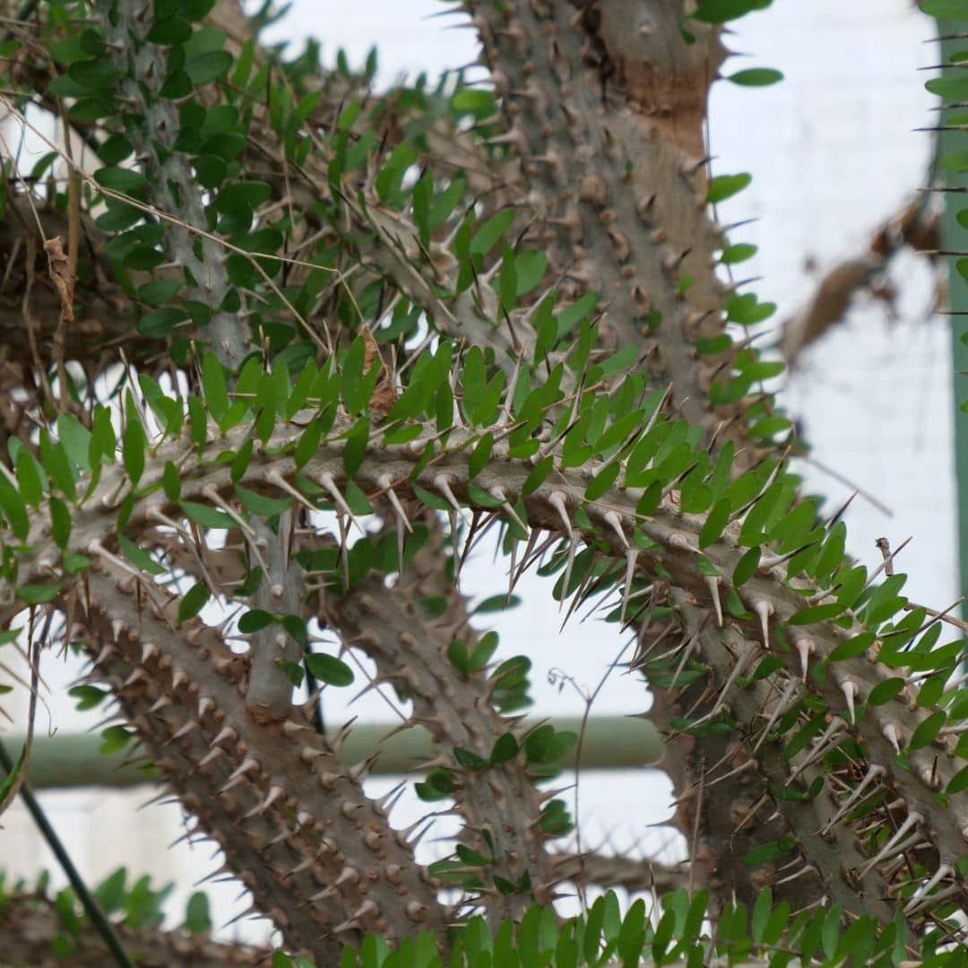 Alluaudia procera feuilles et épines plane xérophyte rare