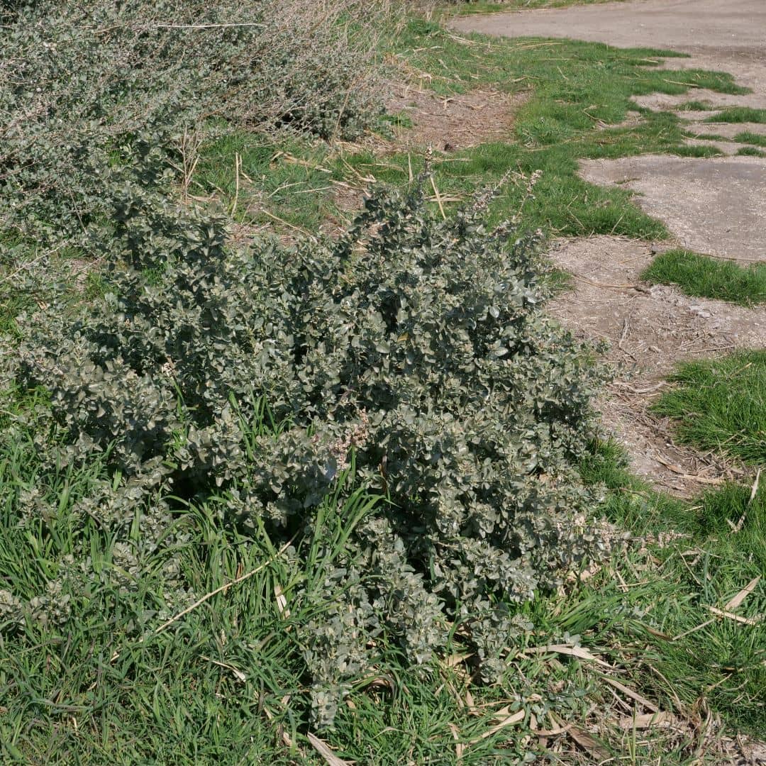 Arroche marine — Pourpier de mer — Graines