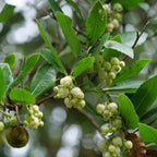 BABY PLANT Arbousier (Arbutus unedo) monde végétal  plantes méditerranéennes qui ne perd pas ses feuilles en hiver
