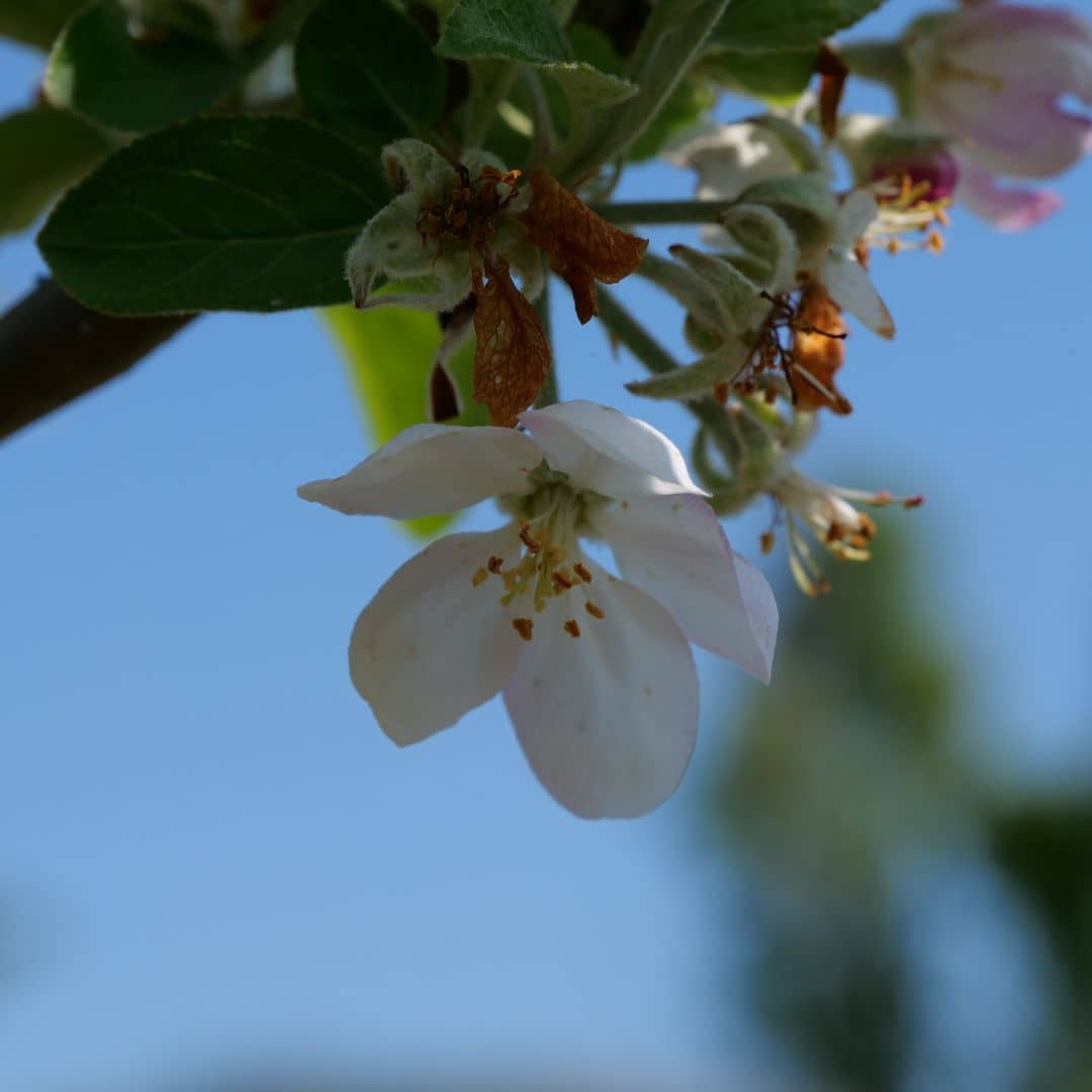 BABY PLANT Pommier commun malus communis fleurs de printemps