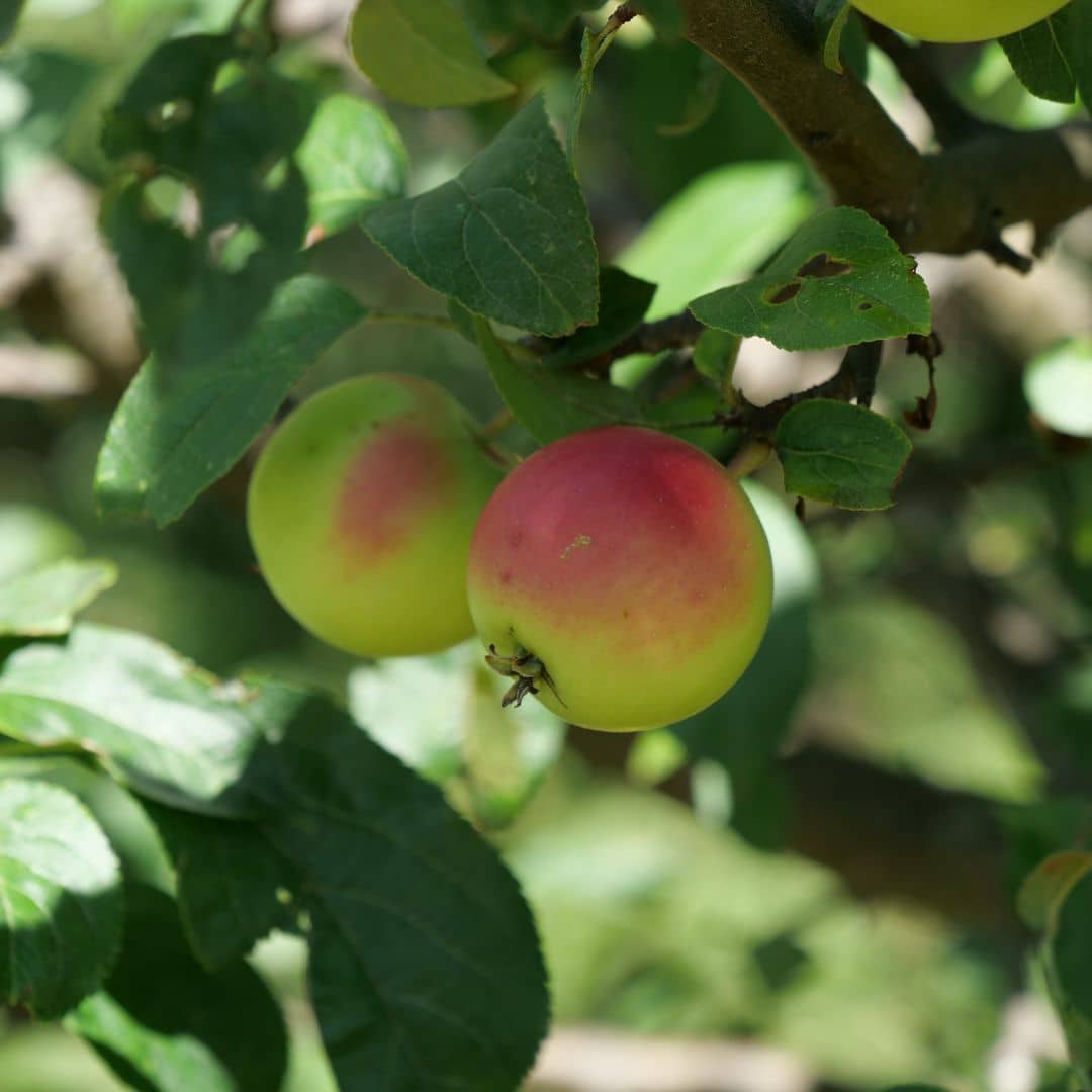 baby plant pommier commun malus communis monde végétal