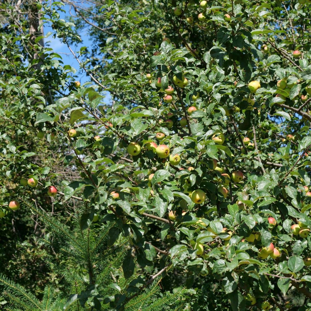 plant de pommier commun en godet à planter