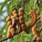 Tamarinier (Tamarindus indica)