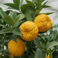 BABY PLANT Yuzu Citrus junos plants d'agrumes monde végétal