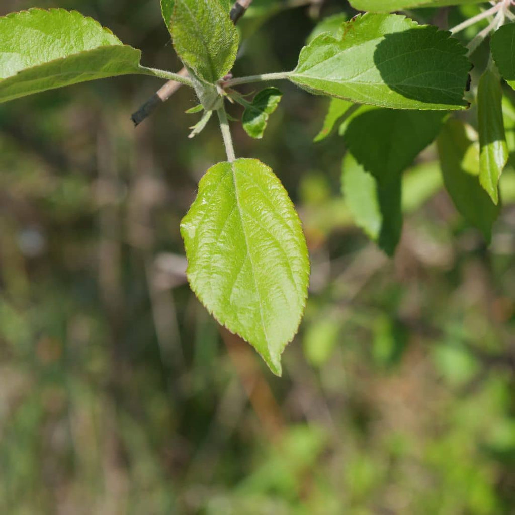 BABY PLANT arbustes à fruits comestibles monde végétal