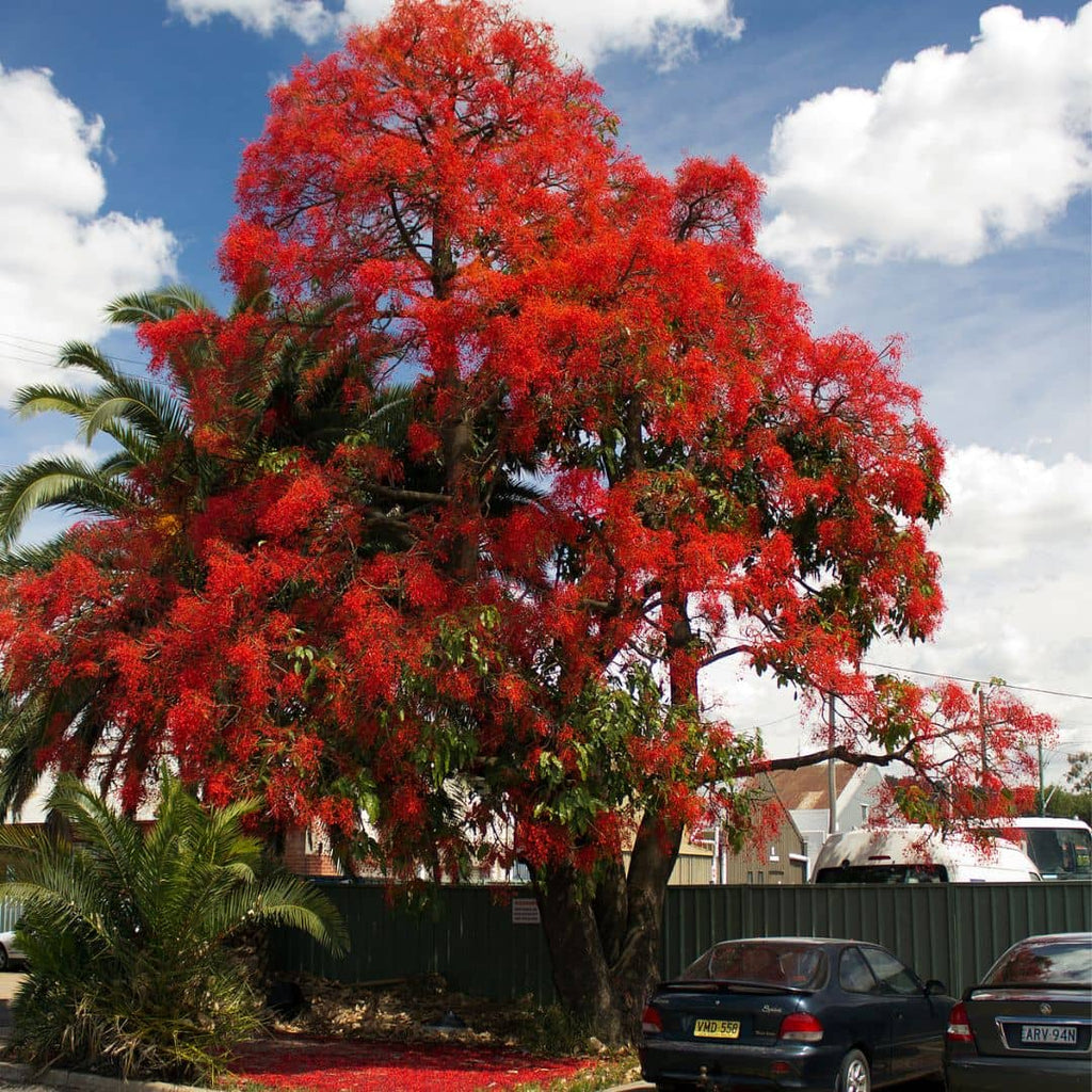 Flamme australienne (Brachychiton acerifolius)