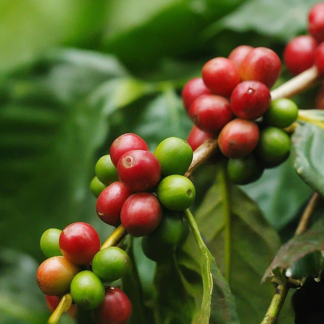 BABY PLANT - Café Nain (Coffea arabica 'Nana')