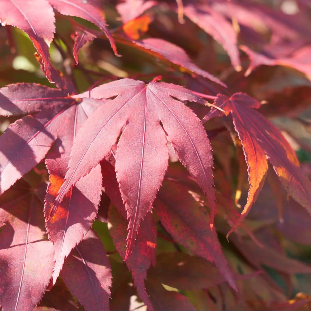 BABY PLANT - érable du japon acer palmatum artropurpureum monde vegetal
