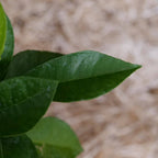 BABY PLANT Bigaradier Citrus aurantium agrume rare à cultiver monde vegetal